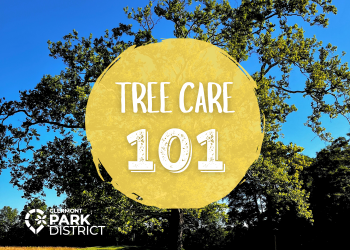 Tree care 101 is written in bold white letters over a yellow circle, in the background it a picture of a large tree